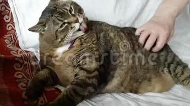 躺在沙发上的一只不健康的大猫咪。主人挠她的肚子，猫舔。